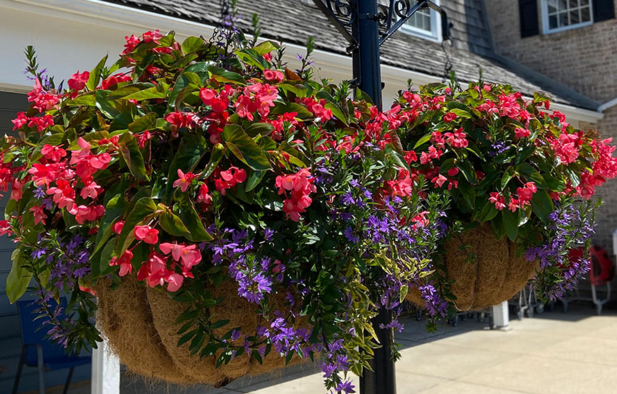 two moss-bottomed hanging baskets filled with pink geraniums and tiny purple flowers