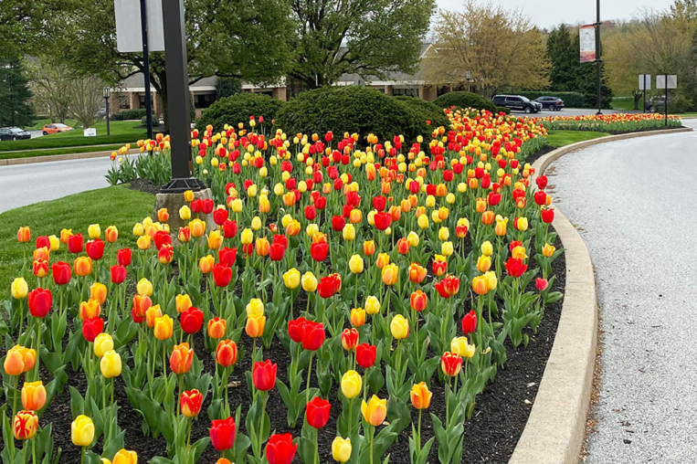 large flower bed full of yellow, orange, and red tulips